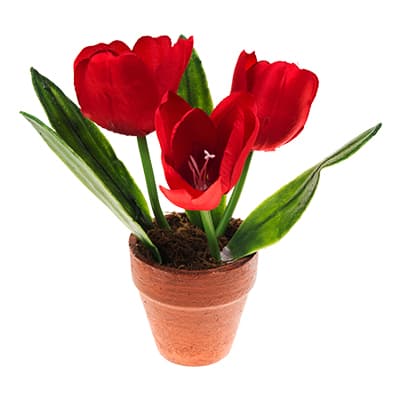 flower pot